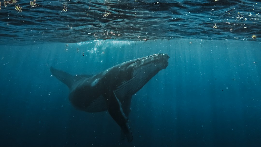 Ballena jorobada bajo el agua. Fotografía de Oliver Tsappis / Unsplash
