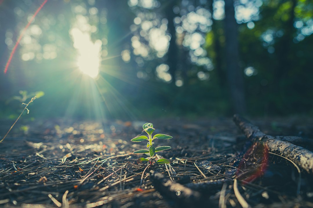 Pequeña planta verde creciendo sobre hojas secas, símbolo del entierro arbóreo